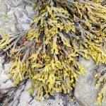 Bladderwrack