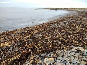 Kelp stems washed ashore