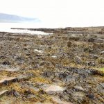 Bladderwrack