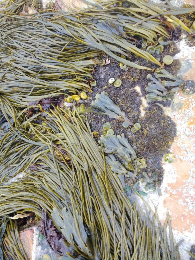 Sea spaghetti