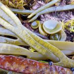 Sea spaghetti - with its typical hold-fasts